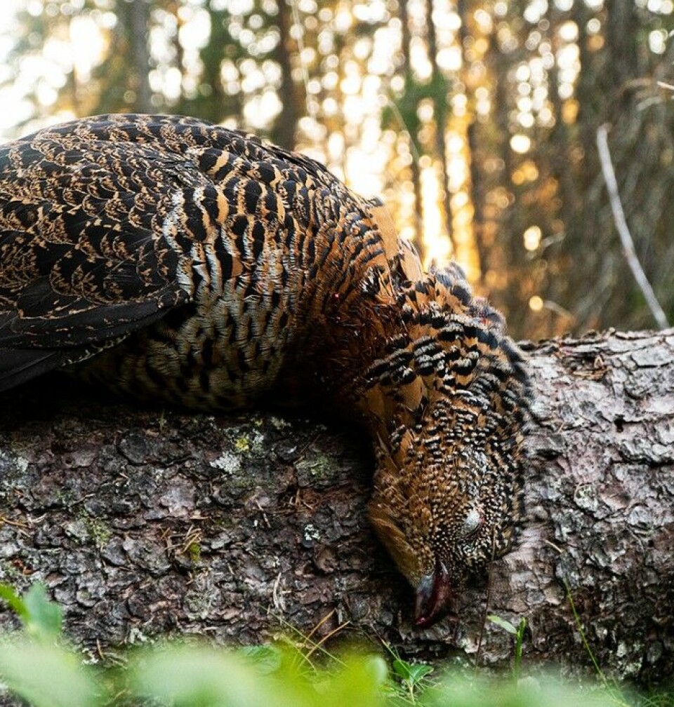 De beste rype- og skogsfuglpatronene