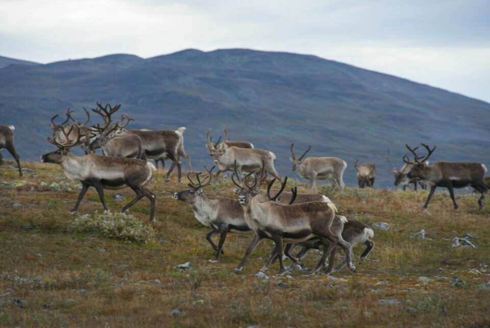 Det er påvist smitte hos ei simle som felt under høstens jakt på Hardangervidda.