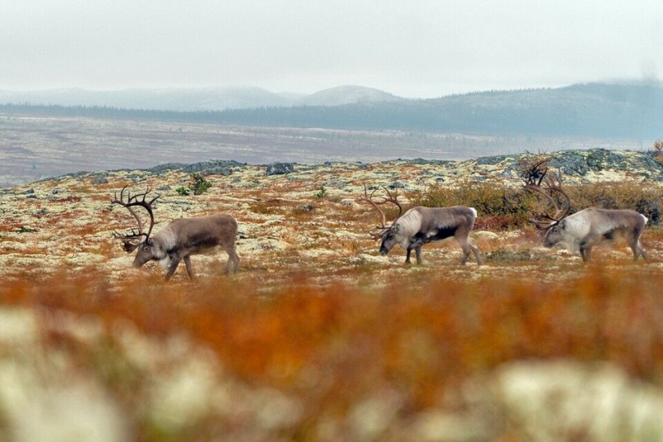 Regjeringen har bestilt en stortingsmelding om villrein. – Jeg håper meldingen på sikt bidrar til endringer i både lovverk og forvaltning, sier sekretæren i Hardangervidda villreinutval Svein Erik Lund. Regjeringen har bestilt en stortingsmelding om villrein. – Jeg håper meldingen på sikt bidrar til endringer i både lovverk og forvaltning, sier sekretæren i Hardangervidda villreinutval Svein Erik Lund.
