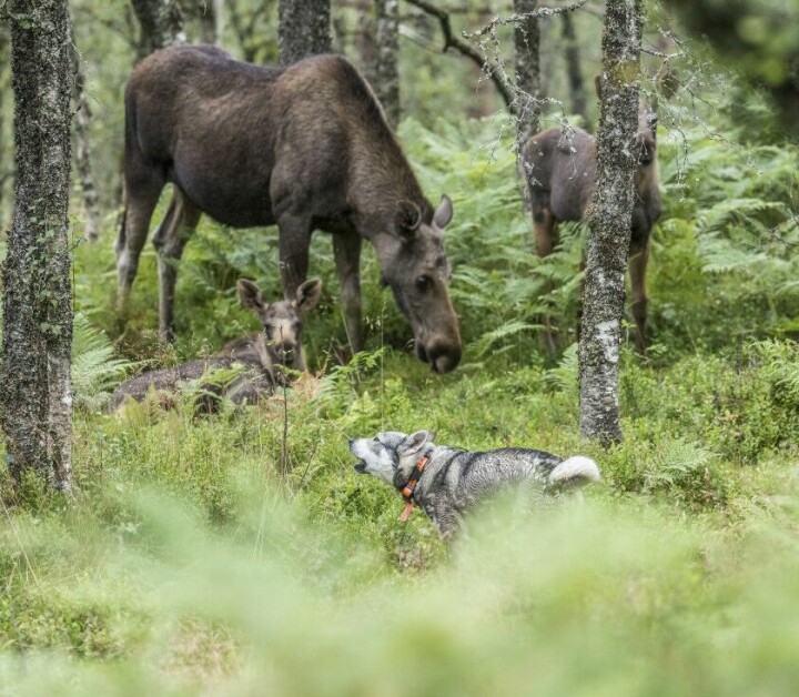 Tips til elgjakta
