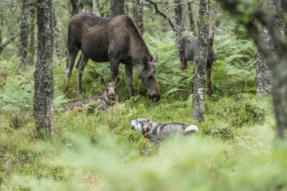 Noen elger står bedre enn andre for hunden. Særlig godt står ku med tvillingkalver. Her har vi samlet våre beste artikler for elgjegere. Noen elger står bedre enn andre for hunden. Særlig godt står ku med tvillingkalver. Her har vi samlet våre beste artikler for elgjegere.