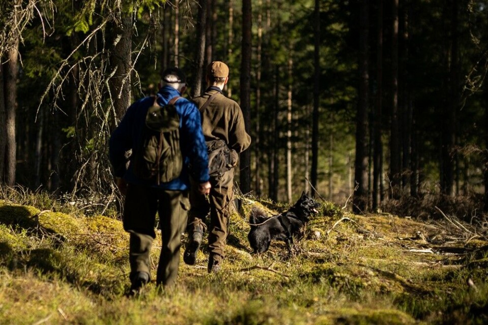 Her får du vite (nesten) alt du trenger for å starte med bandhundjakt. Her får du vite (nesten) alt du trenger for å starte med bandhundjakt.
