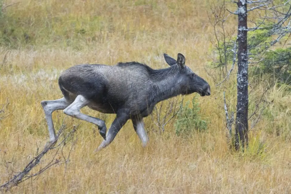 Slik Skiller Du Elgku Og Kvige Slik Skiller Du Elgku Og Kvige