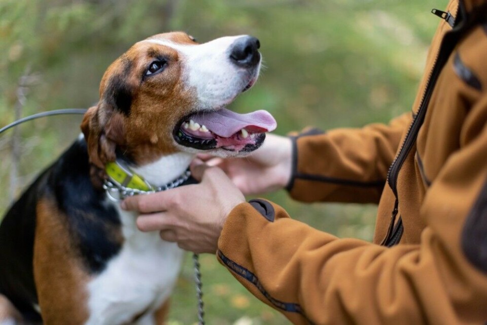 Nysgjerrig på en av de langbeinte rasene? Da skal du vite at kan du kan få verdens beste jaktkamerat og en topp familiehund på samme tid. Nysgjerrig på en av de langbeinte rasene? Da skal du vite at kan du kan få verdens beste jaktkamerat og en topp familiehund på samme tid.
