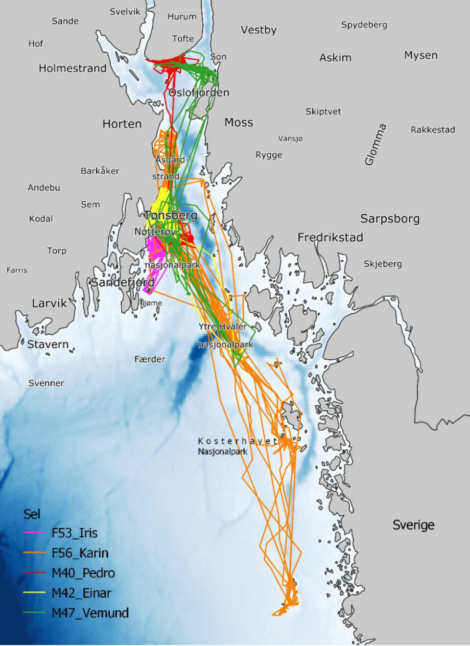 Steinkobbebestanden i Oslofjorden-Skagerrak bruker hele havområdet, på strekninger opptil 100 km i luftlinje. Du kan følge fem GPS-merkede dyr på https://sealtracker.hi.no.