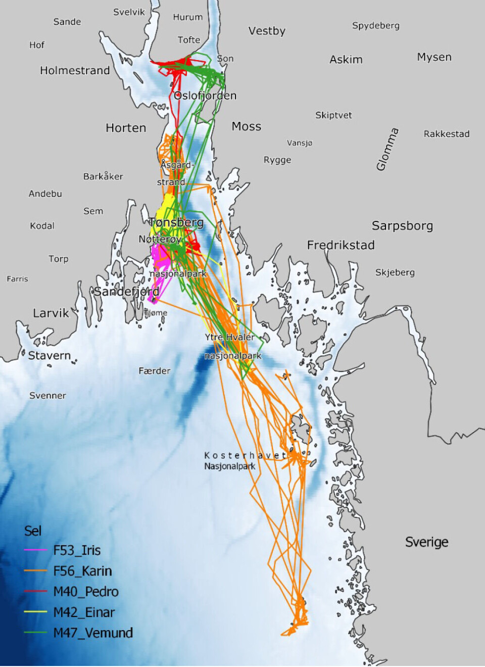 Steinkobbebestanden i Oslofjorden-Skagerrak bruker hele havområdet, på strekninger opptil 100 km i luftlinje. Du kan følge fem GPS-merkede dyr på https://sealtracker.hi.no. Steinkobbebestanden i Oslofjorden-Skagerrak bruker hele havområdet, på strekninger opptil 100 km i luftlinje. Du kan følge fem GPS-merkede dyr på https://sealtracker.hi.no.