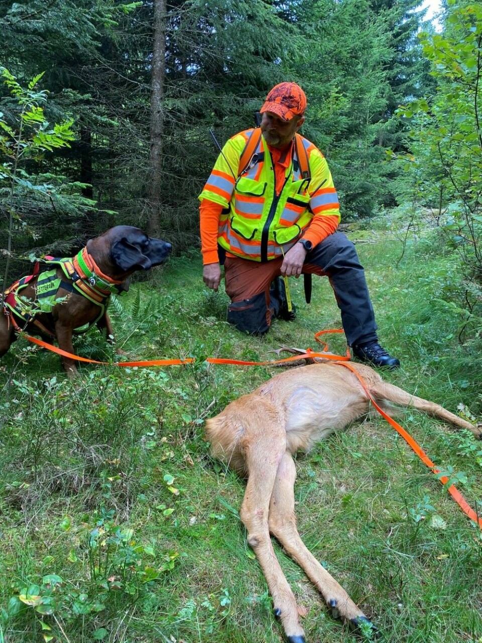 I fjor gikk ekvipasjen Rune Borgersen og bayersk viltsporhund Japp rundt 50 ettersøk.