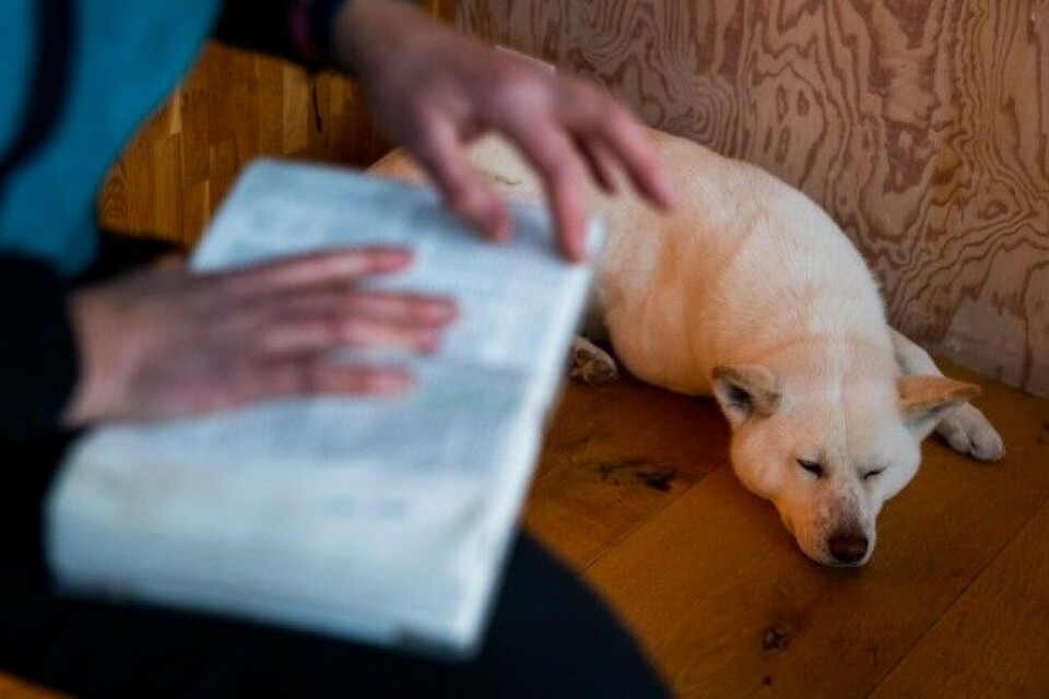 Hunden Toya er nesten alltid med. Rasen akita inu ble opprinnelig brukt til jakt på hjort, villsvin og bjørn. Hunden Toya er nesten alltid med. Rasen akita inu ble opprinnelig brukt til jakt på hjort, villsvin og bjørn.