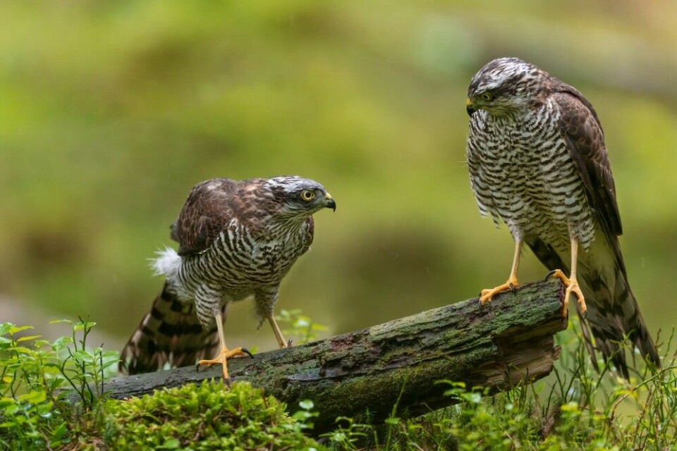 På seinsommeren forlater ungene reiret, og bruker gjerne nærområdet for å trene vingene. Her møtes to av dem på en stokk i skogen.
