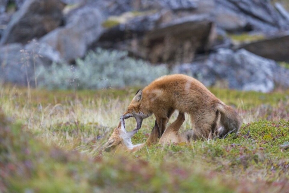 … som ender med at den første reven blir lagt i bakken. … som ender med at den første reven blir lagt i bakken.
