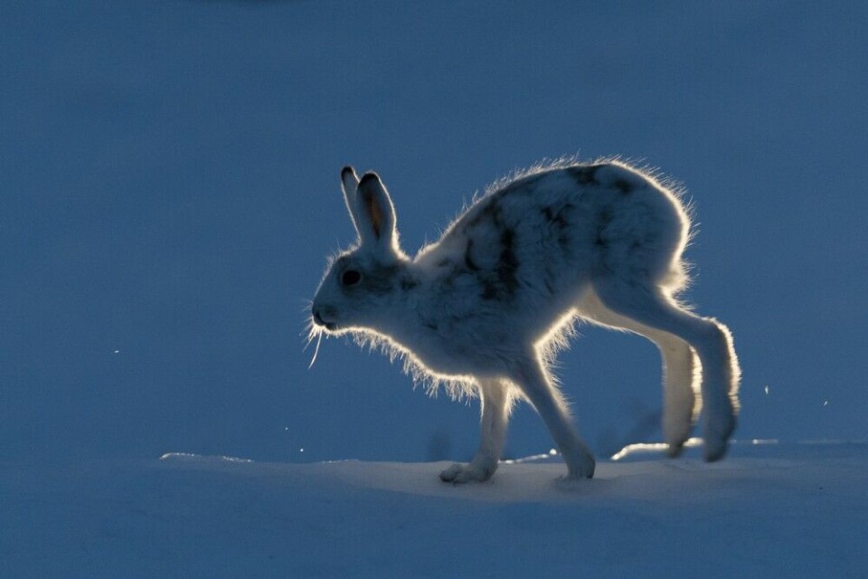 Når blåtimen kommer, forlater harene leiet på leting etter mat. Når blåtimen kommer, forlater harene leiet på leting etter mat.