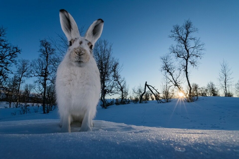 Hare til bords