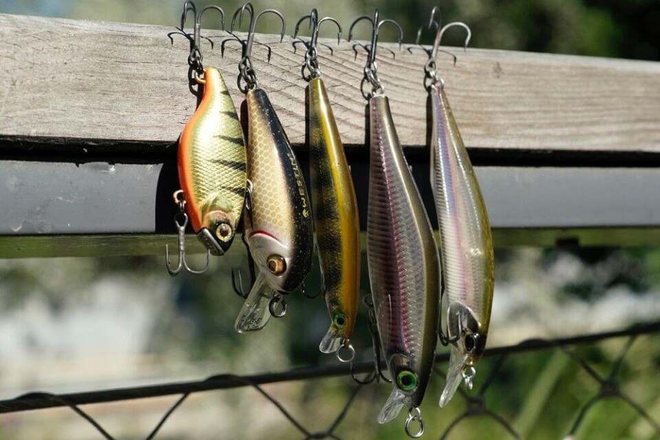Ørreten er en velkjent fiskespiser, og går ikke av veien for å ta en stor wobbler om sjansen byr seg. Ørreten er en velkjent fiskespiser, og går ikke av veien for å ta en stor wobbler om sjansen byr seg.