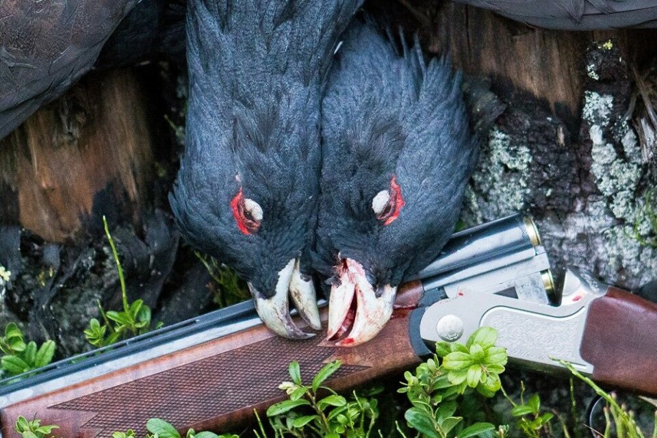 Her får du ti gode tips til hvordan jakte tiur. Her får du ti gode tips til hvordan jakte tiur.