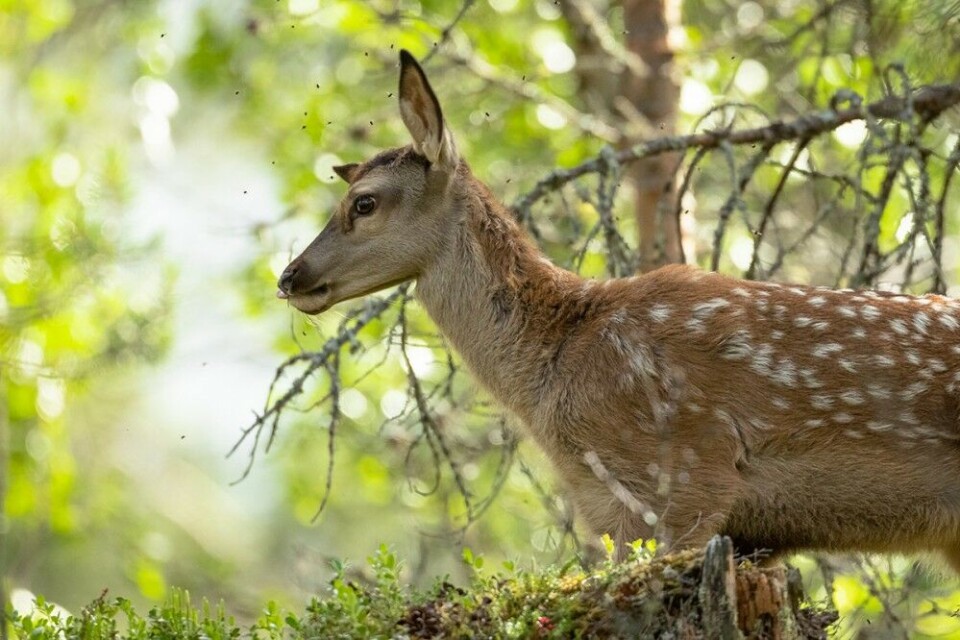 Med en god lurhund er det mulig å komme tett på det meste – også hjort! Her var Bjørnar og Loke 15–20 meter fra hjortehind og kalv. Med en god lurhund er det mulig å komme tett på det meste – også hjort! Her var Bjørnar og Loke 15–20 meter fra hjortehind og kalv.