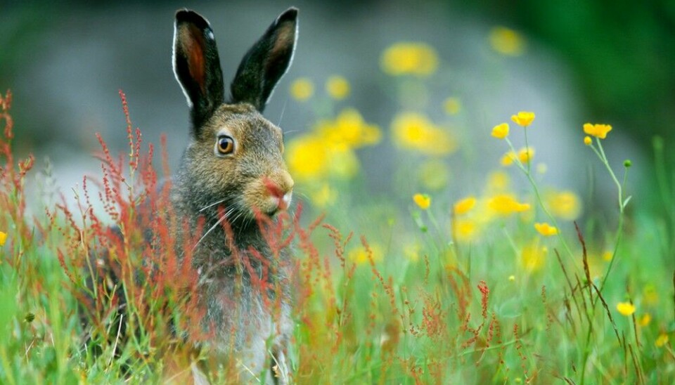 Haren er en av de artene hvor jakt- og fangstrapporten kan spille en rolle i forvaltningen.