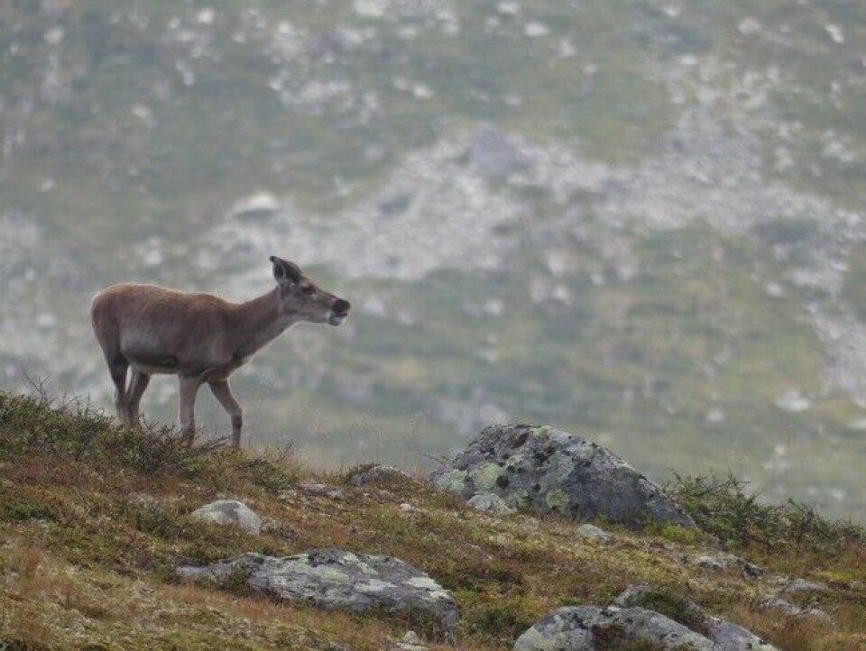 Bildet av den enslige reinskalven som kaller på mora si, tok jeg på frihånd med FZ300 under reinsjakta i fjor. Bildet av den enslige reinskalven som kaller på mora si, tok jeg på frihånd med FZ300 under reinsjakta i fjor.