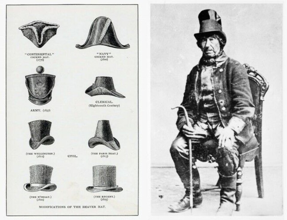 Fra 1500 til 1800-tallet var beverhatter på moten i hele Europa. Castorhattene var laget av sammenpresset filt fra beverpels. Millioner av bevere gikk med til formålet.Illustrasjon: Castorologia, Horace et.al. Fra 1500 til 1800-tallet var beverhatter på moten i hele Europa. Castorhattene var laget av sammenpresset filt fra beverpels. Millioner av bevere gikk med til formålet.Illustrasjon: Castorologia, Horace et.al.
