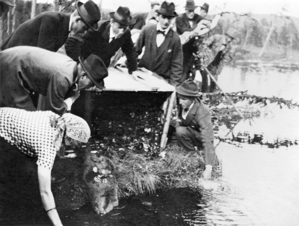 Norsk bever blir sluppet i Harrsjöån 1925. Norsk bever blir sluppet i Harrsjöån 1925.