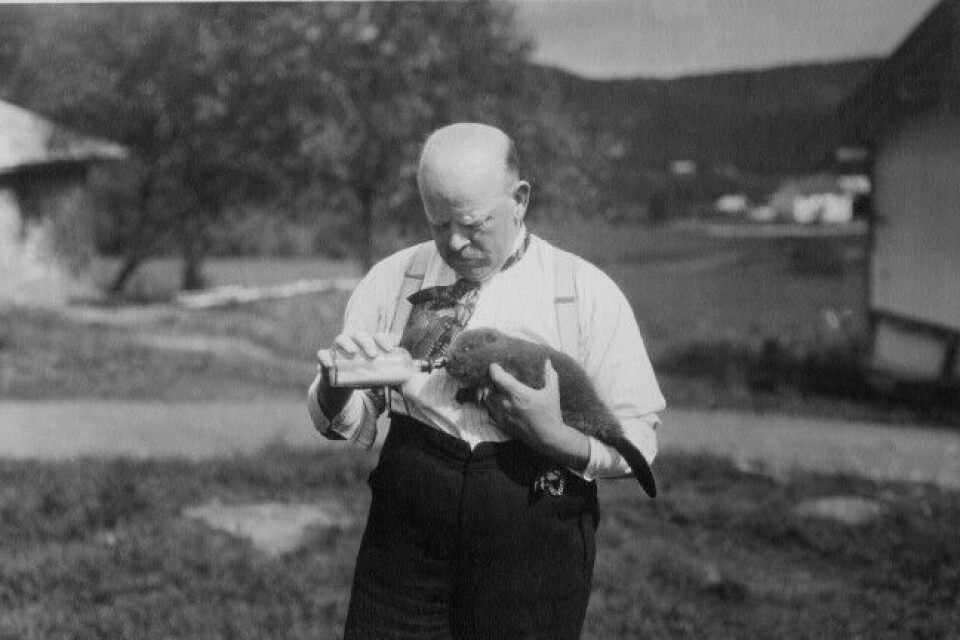 Bonden Peder Martinius Jenssen Tveit, alias «Beverjenssen», var det som høsten 1921 sendte to bevere i en kasse med tog til Sverige. Han ble etter hvert mannen Landbruksdepartementet henvendte seg til for å skaffe levende bever til utsetting. Bonden Peder Martinius Jenssen Tveit, alias «Beverjenssen», var det som høsten 1921 sendte to bevere i en kasse med tog til Sverige. Han ble etter hvert mannen Landbruksdepartementet henvendte seg til for å skaffe levende bever til utsetting.