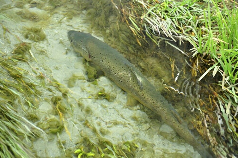 Det er dette som trekker så mange fiskere fra den nordlige til den sørlige halvkule, hver vinter. Når det kommer til stor fisk i klart vann er New Zealandske elver uslåelige. Det er dette som trekker så mange fiskere fra den nordlige til den sørlige halvkule, hver vinter. Når det kommer til stor fisk i klart vann er New Zealandske elver uslåelige.