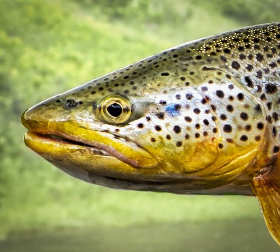 Salmo trutta har slått til i flere stater i USA. Denne ørreten er fra Yellowstone National Park. Salmo trutta har slått til i flere stater i USA. Denne ørreten er fra Yellowstone National Park.