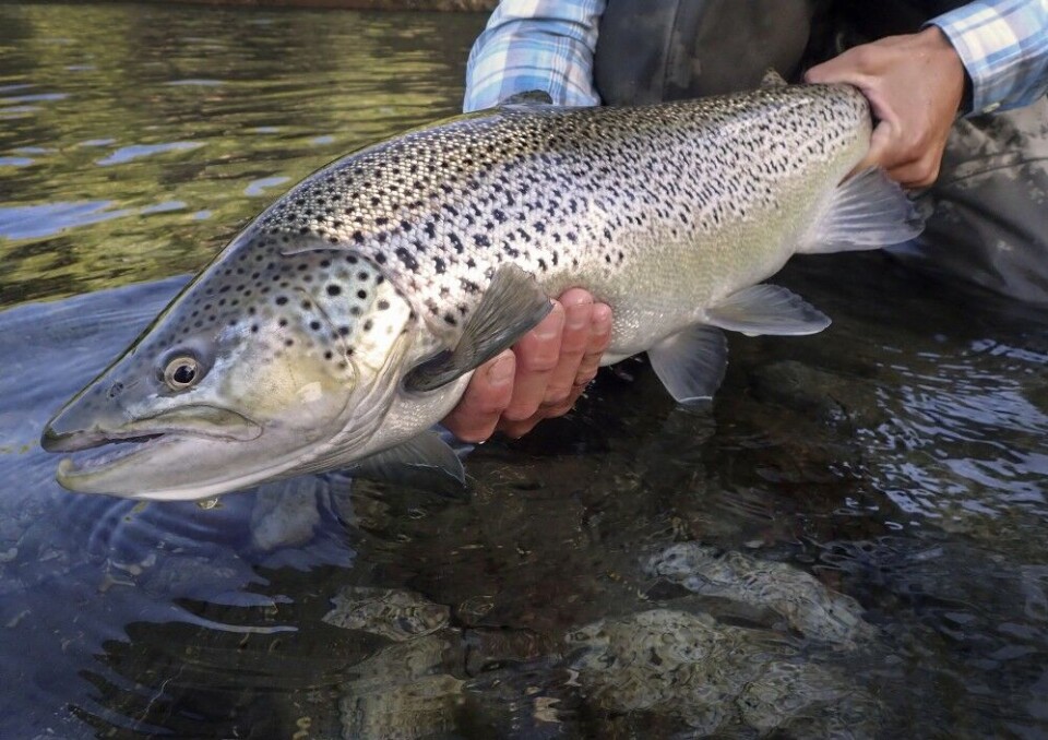 Ørreten ble flyttet til Sør-Amerika av fiskeinteresserte fra USA. Den har etablert seg, både som stasjonære elvelevende bestander, i tillegg til verdens største sjøørreter i Patagonia. Ørreten ble flyttet til Sør-Amerika av fiskeinteresserte fra USA. Den har etablert seg, både som stasjonære elvelevende bestander, i tillegg til verdens største sjøørreter i Patagonia.
