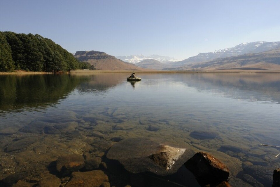 Det afrikanske kontinent ble selvfølgelig forsøkt befolket av ørret, etter at britene inntok deler av kontinentet. Her ser vi en flyteringfisker i Drakensberg-fjellene i Sør-Afrika. Det afrikanske kontinent ble selvfølgelig forsøkt befolket av ørret, etter at britene inntok deler av kontinentet. Her ser vi en flyteringfisker i Drakensberg-fjellene i Sør-Afrika.