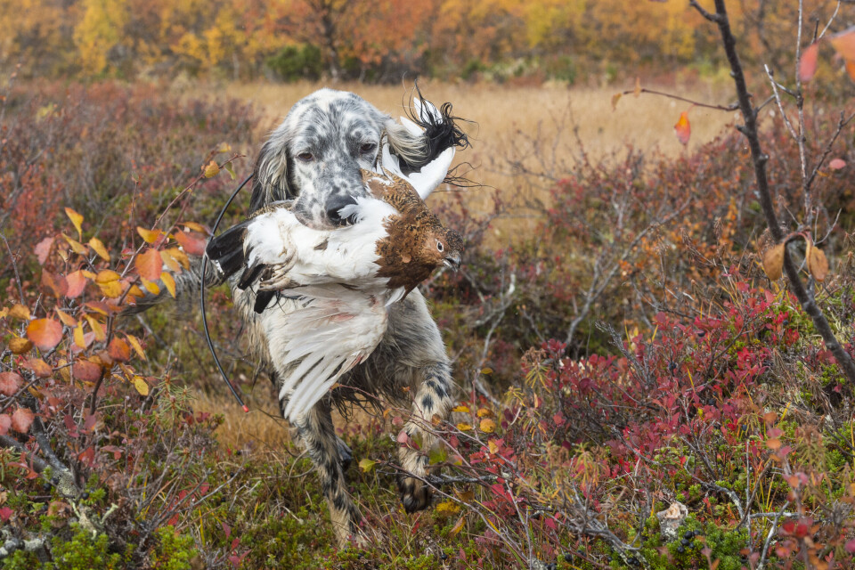Hjem til «far» med felt fugl, dagen blir ikke bedre for en engelsk setter. Hjem til «far» med felt fugl, dagen blir ikke bedre for en engelsk setter.