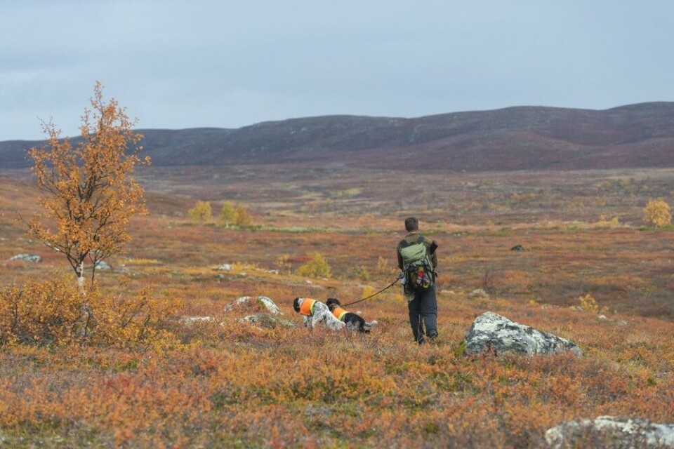 Midt i september er Finnmarksvidda på sitt vakreste, og det er ikke trangt om plassen. Kanskje ikke så rart at mange søringer trekker mot nord, år etter år? Midt i september er Finnmarksvidda på sitt vakreste, og det er ikke trangt om plassen. Kanskje ikke så rart at mange søringer trekker mot nord, år etter år?