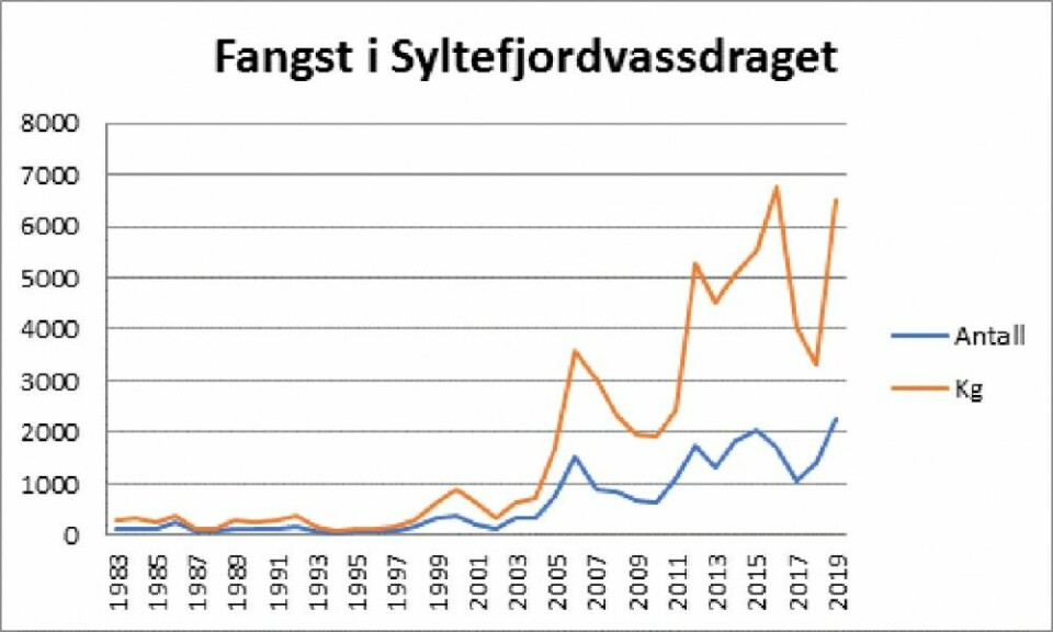 Fangstutvikling i Syltefjordelva. I fjor ble det tatt over 2000 laks med en snittvekt på 2,9 kilo.