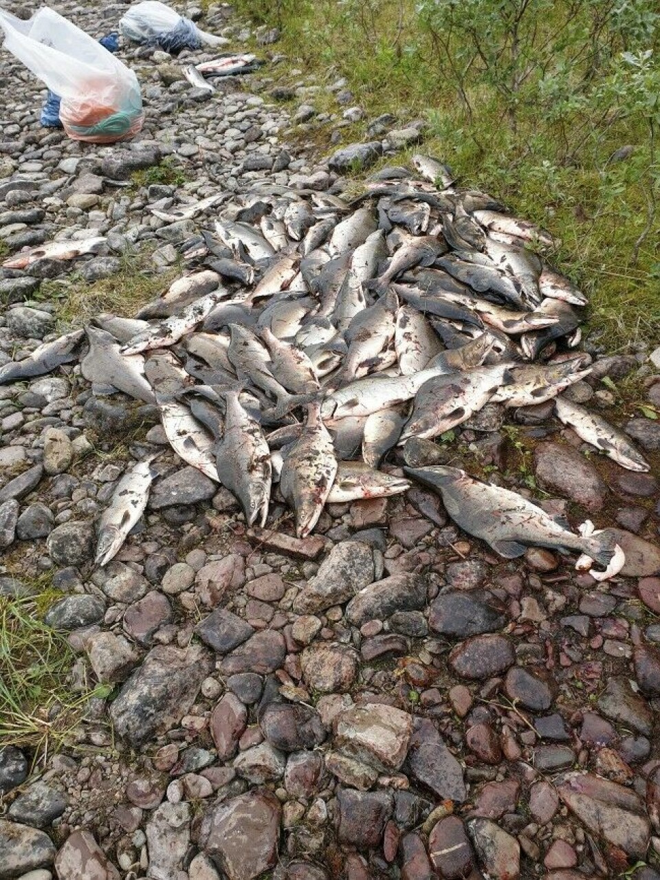 Etter iherdig dugnadsinnsats, ble det i fjor sommer garnfisket 651 pukkellaks i Syltefjordelva.