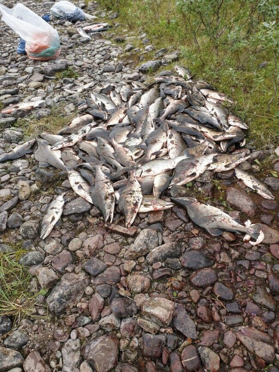Etter iherdig dugnadsinnsats, ble det i fjor sommer garnfisket 651 pukkellaks i Syltefjordelva. Etter iherdig dugnadsinnsats, ble det i fjor sommer garnfisket 651 pukkellaks i Syltefjordelva.