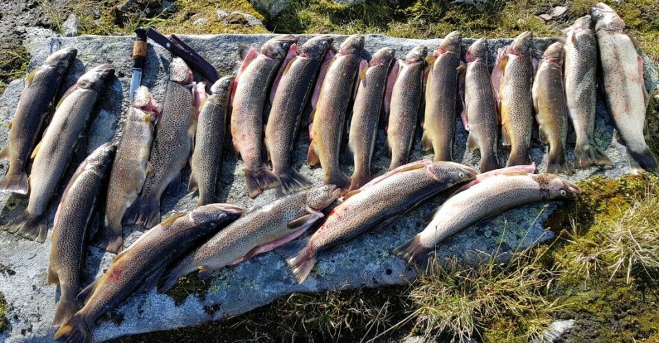 Biter ikke fisken i Jotunheimen? Forfatter Morten Wangen gir tips og råd i boka «Fiskevatn utenfor allfarveg».