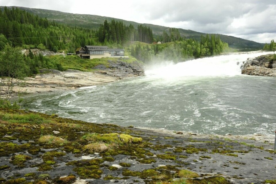 Mektige Vefsna er Nordlands største vassdrag. Her fra Laksforsen, 31 km fra sjøen. I 2020- sesongen endte elva på 8600 kilo.