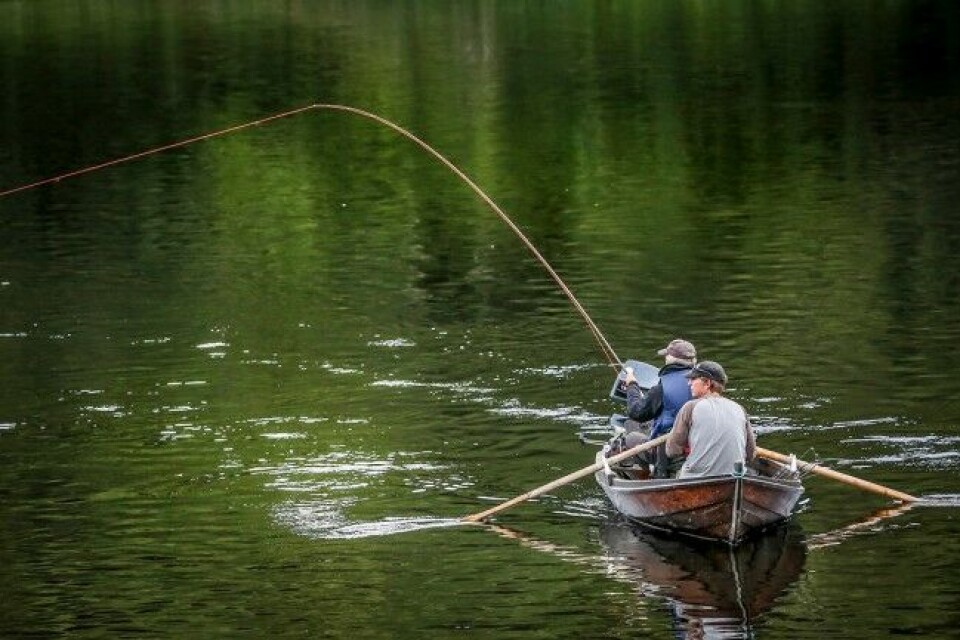 De store trøndelagselvene leverer fortsatt solide fangster. Her fast fisk under harlingfiske i Namsen. De store trøndelagselvene leverer fortsatt solide fangster. Her fast fisk under harlingfiske i Namsen.