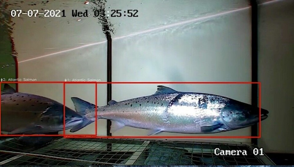 Et videokamera filmer fisken som er på vei opp i elva. Maskinlæring skiller pukkellaks fra vanlig atlantisk laks.