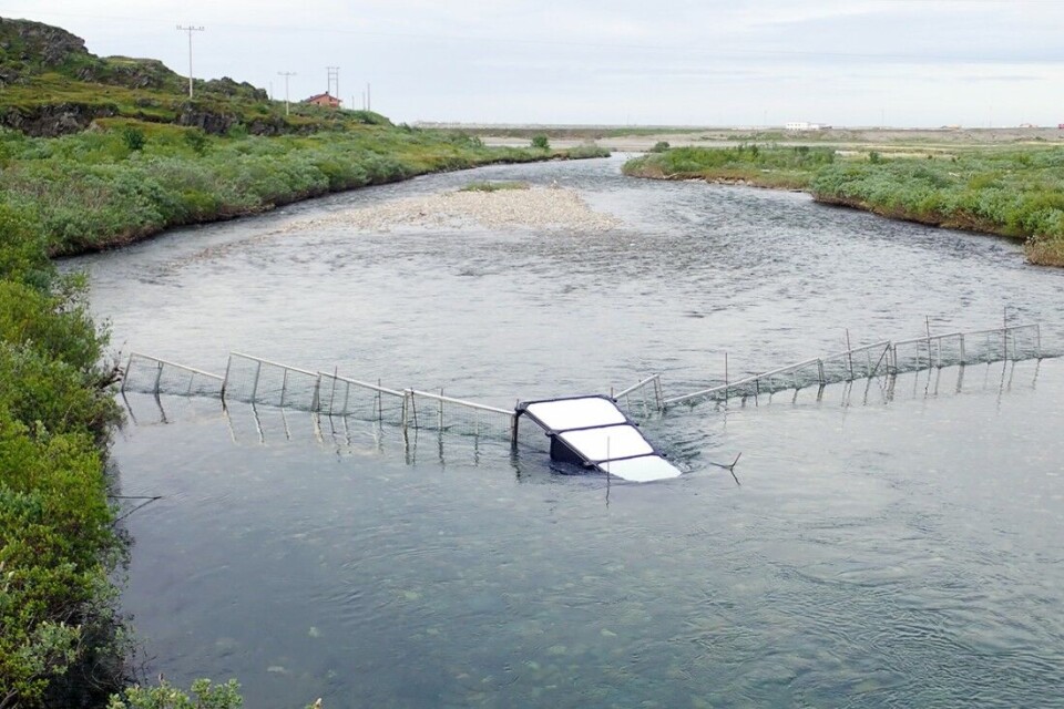 Fisken tvinges inn i en boks med kamera når den svømmer opp elva. En datamaskin avgjør lynraskt om fisken er atlantisk laks eller pukkellaks. Fisken tvinges inn i en boks med kamera når den svømmer opp elva. En datamaskin avgjør lynraskt om fisken er atlantisk laks eller pukkellaks.