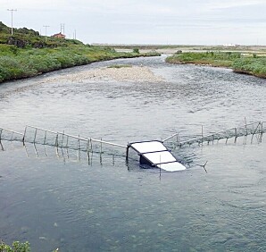 Bruker maskinlæring for å fjerne pukkellaksen