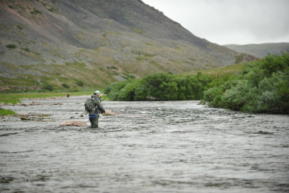Det har vært en begredelig sesong i Finnmark, som her i vesle Syltefjordelva på Varangerhalvøya. Elva ble stengt i juli pga. lavt lakseinnsig. Det har vært en begredelig sesong i Finnmark, som her i vesle Syltefjordelva på Varangerhalvøya. Elva ble stengt i juli pga. lavt lakseinnsig.