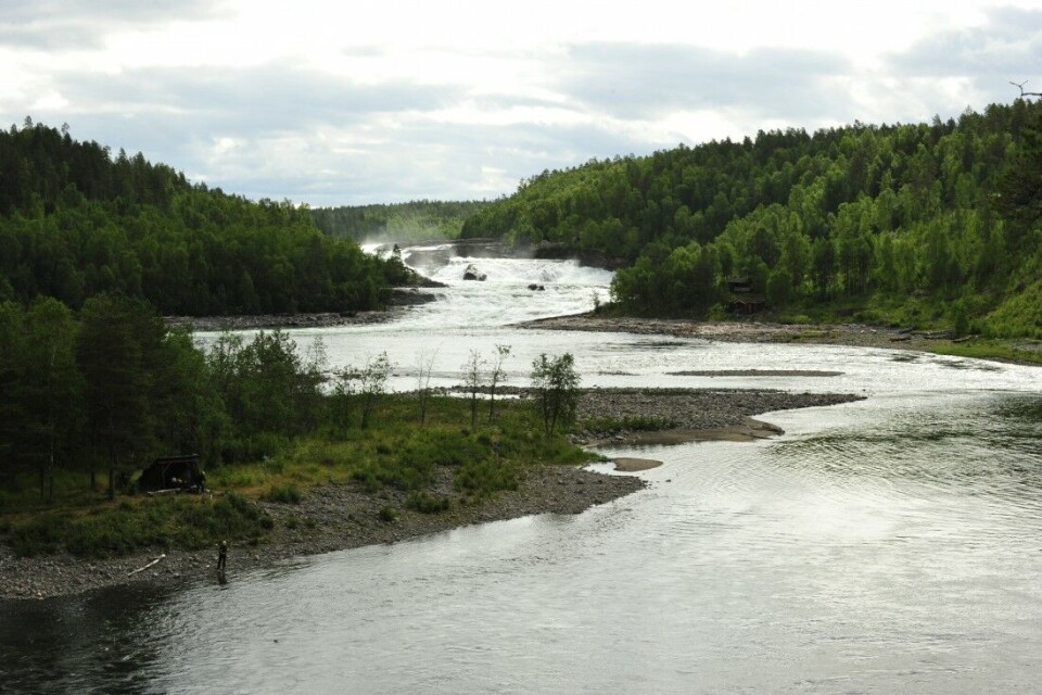 Midtveis i juli hadde kun ca. 1800 laks passert fisketrappa i Målselvfossen i Troms, mot 3-4000 i et normalår. Midtveis i juli hadde kun ca. 1800 laks passert fisketrappa i Målselvfossen i Troms, mot 3-4000 i et normalår.