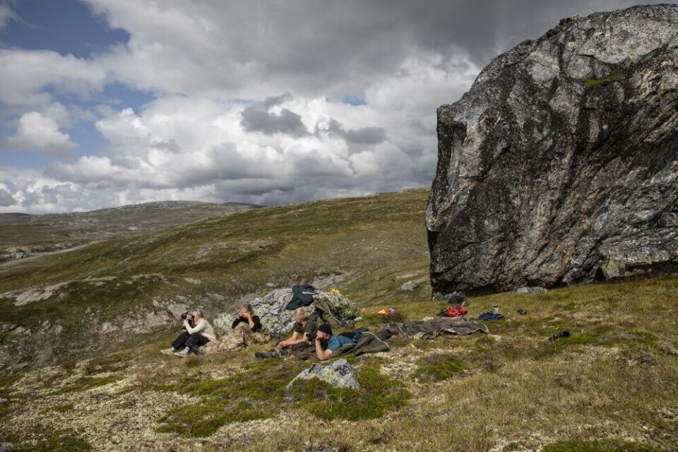 Bjørn Buer har med seg hele ungeflokken til fjells. I timevis sitter de ved Stormstein nord for Litlos og speider. Bjørn Buer har med seg hele ungeflokken til fjells. I timevis sitter de ved Stormstein nord for Litlos og speider.