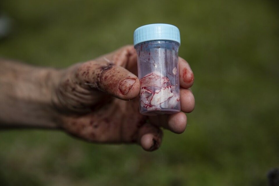 Alle voksne dyr som blir felt skal tas prøver av. Jegerne tar ut hjerne- og lymfeprøver og sender dem til Veterinærinstituttet. Alle voksne dyr som blir felt skal tas prøver av. Jegerne tar ut hjerne- og lymfeprøver og sender dem til Veterinærinstituttet.