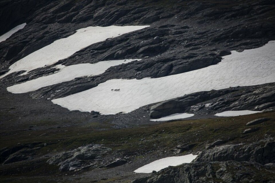 Fire dyr passerer ei snøfonn flere kilometer unna. Plutselig snur de, og setter kursen rett mot oss. Fire dyr passerer ei snøfonn flere kilometer unna. Plutselig snur de, og setter kursen rett mot oss.
