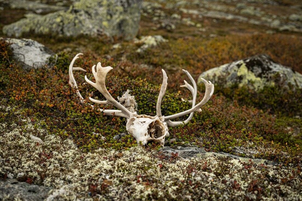 Det står enda dårligere til med Hardangervidda villreinområdet enn det Miljødirektoratets ferske klassifisering viser, mener sekretær Svein Erik Lund i Hardangervidda Villreinutvalg. Det står enda dårligere til med Hardangervidda villreinområdet enn det Miljødirektoratets ferske klassifisering viser, mener sekretær Svein Erik Lund i Hardangervidda Villreinutvalg.