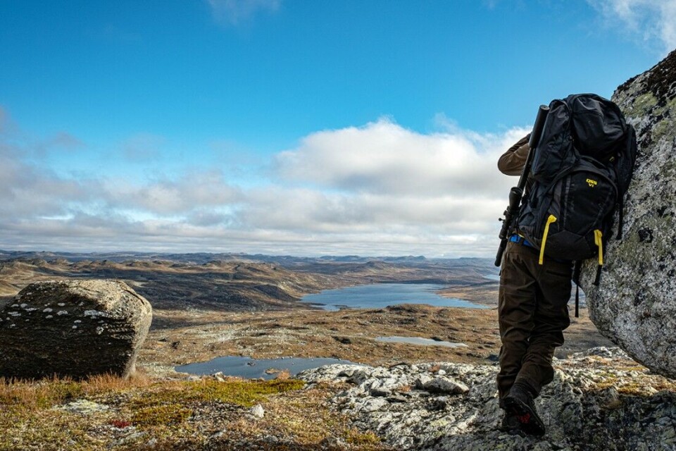 Det er fastsatt en kvote på 7.000 kort på villrein på Hardangervidda i år. Halvparten av kortene er «valgfritt dyr», mens den andre halvparten er «voksen bukk over 2.5 år og eldre». Det er fastsatt en kvote på 7.000 kort på villrein på Hardangervidda i år. Halvparten av kortene er «valgfritt dyr», mens den andre halvparten er «voksen bukk over 2.5 år og eldre».
