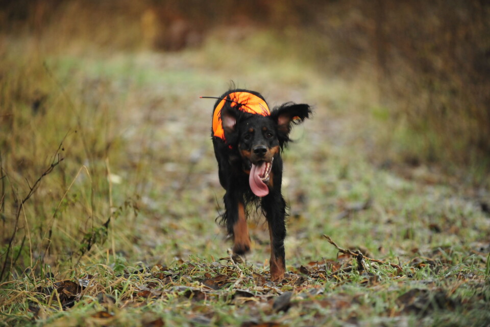Den tre år gamle gordonsetteren Alma i friskt driv. En god hund må være nøye i søket, holde god kontakt og være en djerv reiser. Er hunden forsiktig, vil fuglen beine unna og kaste seg i skjul – utenfor skuddhold. Den tre år gamle gordonsetteren Alma i friskt driv. En god hund må være nøye i søket, holde god kontakt og være en djerv reiser. Er hunden forsiktig, vil fuglen beine unna og kaste seg i skjul – utenfor skuddhold.