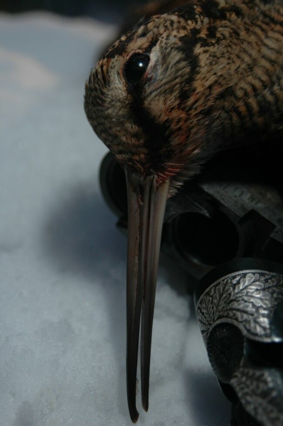 Rugde (Scolopax rusticola) er en vadefugl i snipefamilien med korte bein, kompakt kropp og svært langt nebb. Vekta ligger rundt 300 gram. Rugde (Scolopax rusticola) er en vadefugl i snipefamilien med korte bein, kompakt kropp og svært langt nebb. Vekta ligger rundt 300 gram.