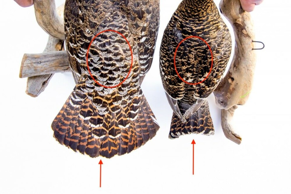 2) 2)