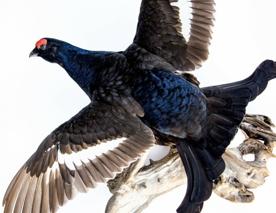 Slik skiller du skogsfuglene